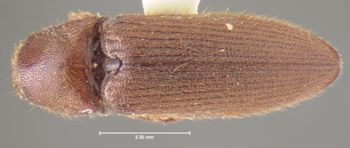 Media type: image;   Entomology 24391 Aspect: habitus dorsal view